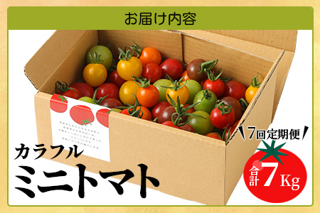 【先行予約】 カラフルミニトマト 『Ricotomato』 【1kg×7回定期便】 【2023年12月から出荷】 I-18
