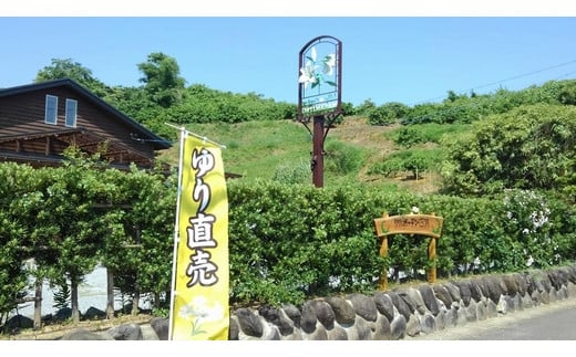 生産者直送】高レビュー5.0 幸せと笑顔を届けるオリエンタルリリィ ユリ 百合 花 切り花 フラワー 艶やか 美しい 華やか 可憐 鮮やか 長持ち 強い 有機肥料 自然 人気 ラッピング プレゼント 贈り物 贈答 佐賀県 鹿島市 送料無料 B-313