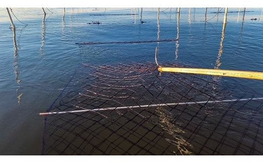 B-466 繁盛海苔（焼のり）全形30枚入り