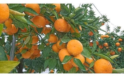 D-104 【先行予約】 平倉果樹園みかん食べ比べコース（毎月1回約5.5kg×2ヶ月お届け） ふるさと納税 みかん 定期 ミカン フルーツ 果物 くだもの 極早生 ゆら 早生 根域制限栽培 蜜柑 送料無料【11月～12月まで毎月下旬頃お届け予定】