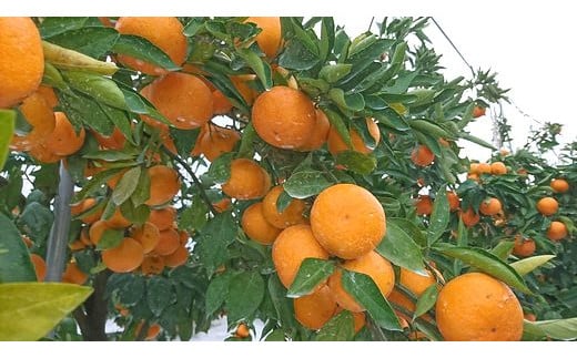 E-70  【先行予約】 平倉果樹園みかん食べ比べコース（毎月1回約5.5kg×３ヶ月お届け） ふるさと納税 みかん 定期 ミカン フルーツ 果物 くだもの 極早生 ゆら 早生 根域制限栽培 蜜柑 送料無料【10月～12月まで毎月下旬頃お届け予定】