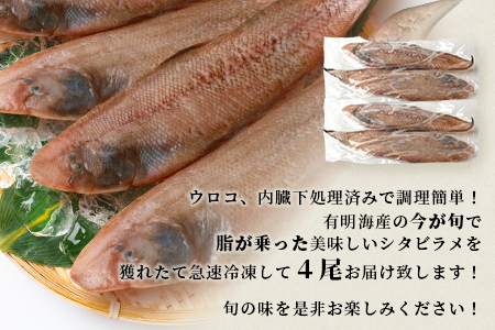 【下処理済で簡単調理】有明海産 シタビラメ約150g×4尾【合計約600g】煮つけ・唐揚げにおススメ【脂ののって美味しい】鮮度抜群 B-568
