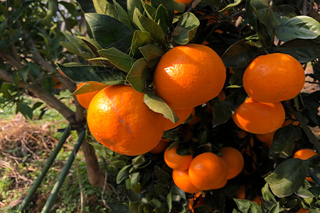 B-374 数量限定『よかんばい』 鹿島産 みかん【大中小サイズ混合 |約12kg】 訳アリ 傷アリ   ミカン 果物 フルーツ 佐賀県 鹿島市 送料無料  【11月中旬から配送予定】