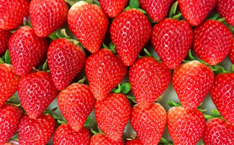 【先行予約】いちご 新ブランド 【いちごさん】 てのひらギフトセット 75g×8パック 計600g 1パック4～5玉入 【2025年1月上旬～3月発送】 JA直送 鮮度抜群 佐賀県 鹿島市 A-153