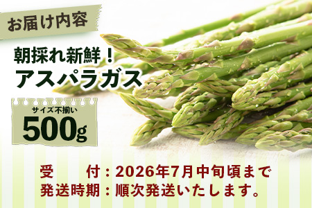 新鮮朝獲れ！！鹿島市産 アスパラガス 合計500g 【美味しい野菜で彩を】アスパラ 野菜 やさい 九州 国産 佐賀　6601611 B-854