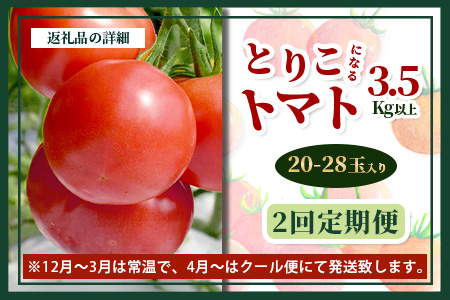 【先行予約】 たにぐちファーム とりこになるトマト 【3.5kg以上×2回定期便】【2025年12月から出荷】 Ricotomato トマト B-508
