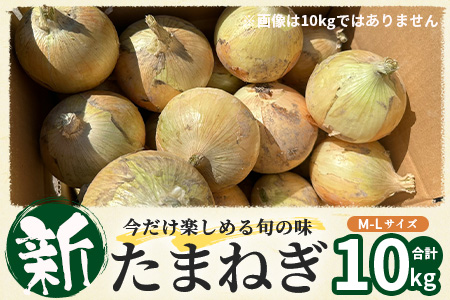  甘～い！新鮮！新たまねぎ 約10kg (MLサイズ）★大自然育ち【2025年4月より発送】生産者直送！タマネギ 玉葱 新タマ 新玉ねぎ サラダ 惣菜 お料理 ストック 箱買 美味しい 甘い 常備野菜 佐賀県 鹿島市産 人気 送料無料　B-737