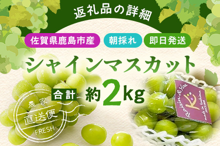 朝採れ即日発送◆数量限定◆シャインマスカット 約2kg 3～4房【先行予約】【2025年8月中旬～9月下旬配送予定】鮮度第一 可愛いラッピングで贈り物にも◎ ご褒美 プレゼント 贈答 ギフト 果物 葡萄 ぶどう マスカット 野菜 佐賀 鹿島市 人気 送料無料 C-38
