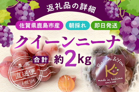 【先行予約】ぶどう クイーンニーナ 約2kg 3～4房【2025年8月下旬～9月下旬配送予定】朝採れ即日発送 新鮮 生産者直送 果物 フルーツ 冷蔵便 佐賀県 鹿島市 送料無料 C-39