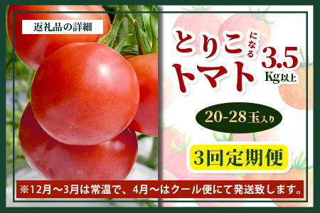 【先行予約】 たにぐちファーム とりこになるトマト【3.5kg以上×3回定期便】【2025年12月から出荷】 Ricotomato トマト [定期便 野菜定期便 定期 野菜 トマト 新鮮 サラダ 生野菜 とまと おすすめ 送料無料] C-84