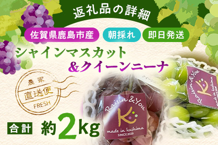 朝採れシャインマスカット＆クイーンニーナ食べ比べセット約2kg 3～4房【先行予約】【2025年8月下旬～9月下旬配送予定】朝採れ即日発送！ジューシー高糖度 新鮮 生産者直送 果物 フルーツ 冷蔵便 丁寧なラッピング ギフト 贈答 化粧箱入り 送料無料 D-243