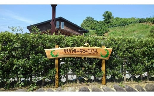 生産者直送】高レビュー5.0 幸せと笑顔を届けるオリエンタルリリィ ユリ 百合 花 切り花 フラワー 艶やか 美しい 華やか 可憐 鮮やか 長持ち 強い 有機肥料 自然 人気 ラッピング プレゼント 贈り物 贈答 佐賀県 鹿島市 送料無料 B-313