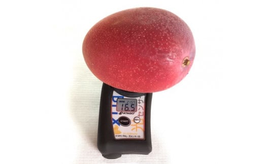 D-125 厳選！濃厚完熟マンゴー 4Lサイズ（糖度15度以上）【2024年5月中旬頃から6月初旬発送】