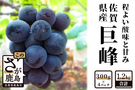B-69【先行予約】【数量限定】毎年人気の巨峰◆佐賀県 鹿島市産 巨峰 【300ｇ×4パック 計1.2kg 】 ふるさと納税 巨峰 ぶどう 葡萄 果物 フルーツ 果実 国産 佐賀県 鹿島市 ふるさと 人気 送料無料 B-69