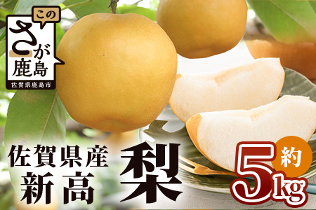 【予約受付 2024年発送分】美味しい ブランド梨【新高 梨】約5kg にいたか フルーツ くだもの 果物 なし 梨 ナシ 贈答 贈り物 プレゼント おくりもの ギフト フルーツギフト B-670