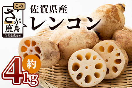 予約受付 佐賀県産 れんこん 約4kg 野菜 やさい レンコン れんこん 蓮根 料理 贈り物 プレゼント 贈答 ギフト 野菜ギフト A-169