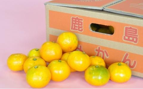 【先行予約】やーらしか鹿島産みかん 12kg｜【数量限定】小粒サイズ ご家庭用｜一口で食べられる濃縮旨み｜お子様にも｜生産者直送 国産 佐賀県産 ミカン 蜜柑 果物 フルーツ 送料無料 人気【B-273】