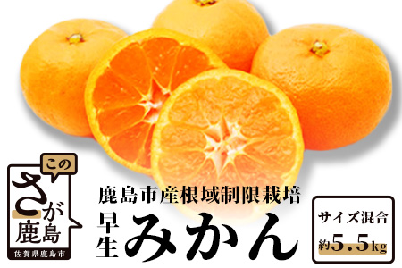 B-343甘い！鹿島みかん 根域制限栽培みかん 早生 【約5.5kg】 普通栽培より糖度が1〜2度高いみかん サイズ混合 S〜L【11月中旬～下旬お届け】みかん ミカン 蜜柑 果物 フルーツ 佐賀県 鹿島市 送料無料