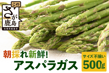 新鮮朝獲れ！！鹿島市産 アスパラガス 合計500g 【美味しい野菜で彩を】アスパラ 野菜 やさい 九州 国産 佐賀　6601611 B-854