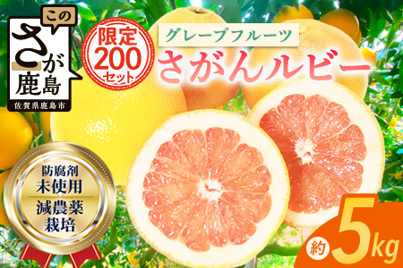 国産 グレープフルーツ「さがんルビー」 約５ｋｇ