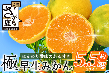 B-342【先行予約】【10月頃お届け】鹿島 平倉果樹園の極早生みかん 約5.5kg(小玉)