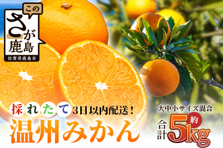 ＼農家直送＆鮮度抜群！／収穫後3日以内発送・松本農園の温州みかん 約5kg｜有明海の潮風で育った鹿島産みかん｜フレッシュ｜佐賀県鹿島市 送料無料 B-530