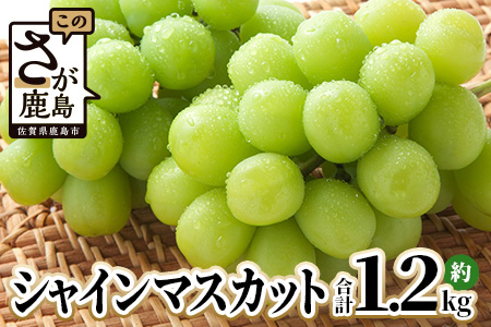 シャインマスカット 約1.2kg 2～3房 ご家庭用 佐賀県産 【先行予約 2026年8月上旬以降発送】| シャインマスカット 2026 シャイン マスカット ぶどう 葡萄 ブドウ 果物 フルーツ 果実 季節 旬 冷蔵 期間限定 国産 佐賀県 鹿島市 人気 ランキング フルーツ おすすめ B-658