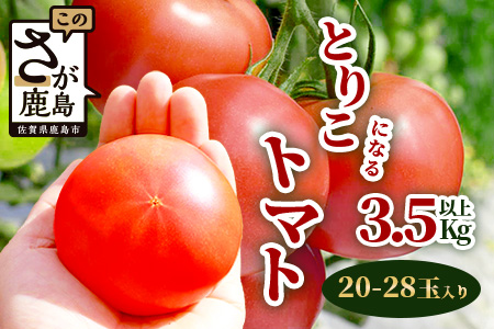【先行予約】 たにぐちファーム とりこになるトマト 3.5kg以上【2025年12月より発送開始】 Ricotomato トマト [野菜 トマト 新鮮 サラダ 生野菜 とまと おすすめ 送料無料]B-665