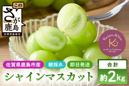 朝採れ即日発送◆数量限定◆シャインマスカット 約2kg 3～4房【先行予約】【2025年8月中旬～9月下旬配送予定】鮮度第一 可愛いラッピングで贈り物にも◎ ご褒美 プレゼント 贈答 ギフト 果物 葡萄 ぶどう マスカット 野菜 佐賀 鹿島市 人気 送料無料 C-38