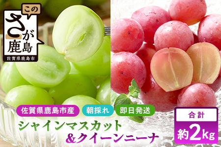 朝採れシャインマスカット＆クイーンニーナ食べ比べセット約2kg 3～4房【先行予約】【2025年8月下旬～9月下旬配送予定】朝採れ即日発送！ジューシー高糖度 新鮮 生産者直送 果物 フルーツ 冷蔵便 丁寧なラッピング ギフト 贈答 化粧箱入り 送料無料 D-243