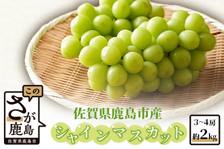 [先行予約][朝採れ新鮮]シャインマスカット 約2kg(2024年8月中旬から出荷)佐賀県鹿島市産 マスカット フルーツ 果物 ぶどう ブドウ 葡萄