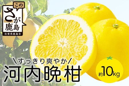 B-211爽やかな味わい 河内晩柑 約10kg サイズ混合 和製グレープフルーツ ばんかん 柑橘 かんきつ みかん ミカン 果物 くだもの おやつ 国産 鹿島市 鹿島産 さっぱり すっきり ビタミンC 常温 [2025年4月頃〜5月頃配送]