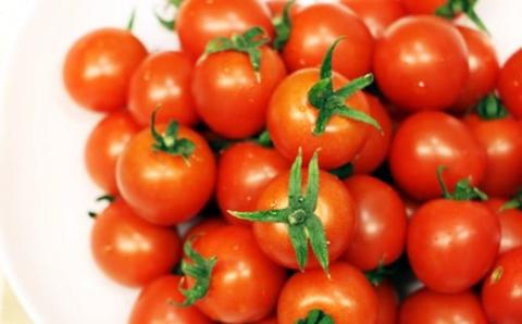 真子のミニトマト（約1,3kg） 味の濃い ビタミン豊富 完熟 プチトマト 特別栽培 新鮮　採れたて 佐賀県産 送料無料