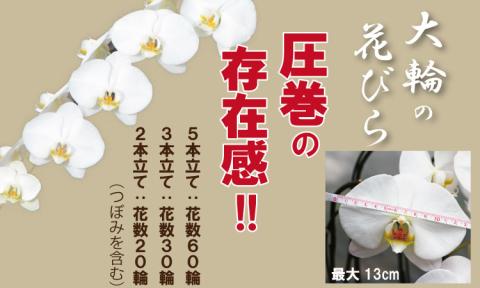 大輪胡蝶蘭（3本立）産地直送便　送料無料 お祝い 贈答用 お誕生日 開店祝 名前入れ可能 立て札OK