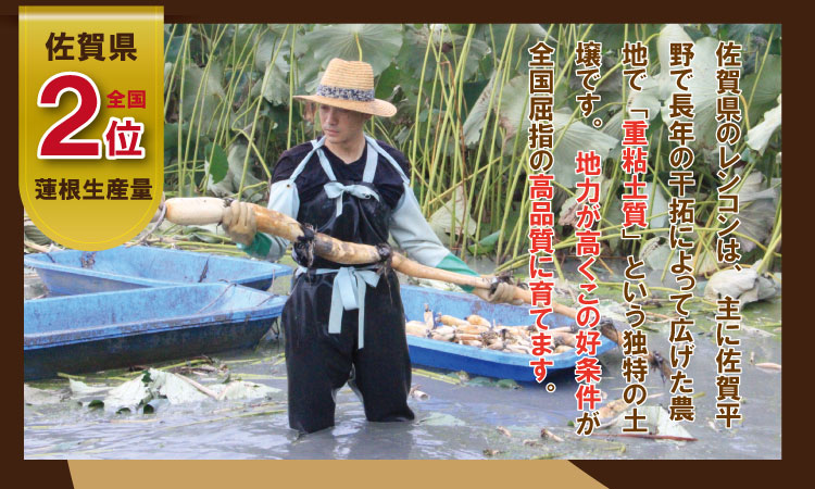 佐賀県産泥付きレンコン（2kg） 有明・潮風ファーム  送料無料 農家直送 九州 佐賀 続々高評価 蓮根 野菜 根菜  サラダ マリネ 佐賀県 小城市
