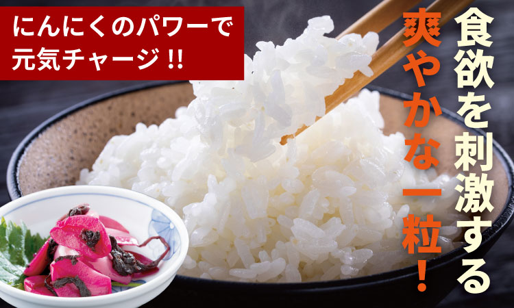 発芽ニンニクしそ漬けセット（３パック） 健康志向 無臭  にんにく 社会福祉 臭いが少ない ニンニク