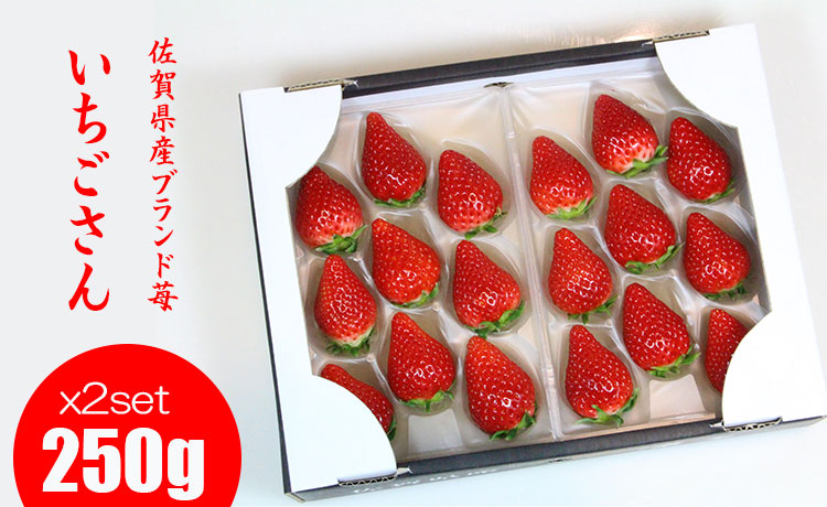 【先行予約令和8年1月配送開始】佐賀ブランド苺「いちごさん」合計500g（250g×2セット）凛々 苺 いちご イチゴ  農家 直送品 果物 くだもの フルーツ 人気 ランキング 高評価