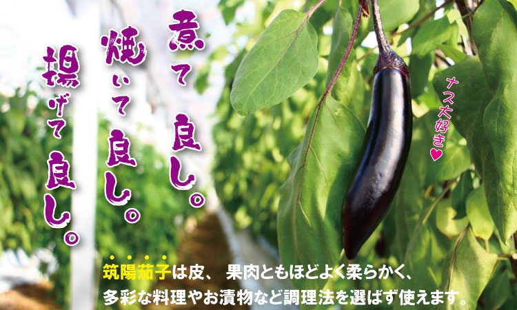 【先行予約】小城市産 筑陽ナス （3kg） 朝採れ 新鮮 ハウス栽培 茄子 煮物 揚げ物 焼き なす 農家直送 新鮮 野菜