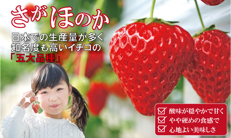 【先行予約（１月から順次出荷】 訳あり 不揃い粒の さがほのか 通常サイズ （ 240ｇ×４Ｐ ）960g 江島農園 農家 直送品 果物 くだもの フルーツ 苺