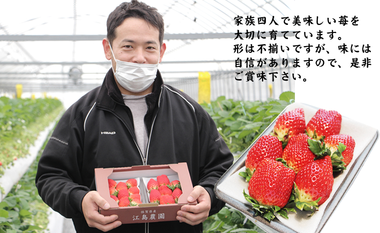 不揃い粒のいちごさん960ｇ（240ｇ×４Ｐ）江島農園 苺 いちご イチゴ 農家 直送品 果物 くだもの フルーツ 人気 ランキング  高評価