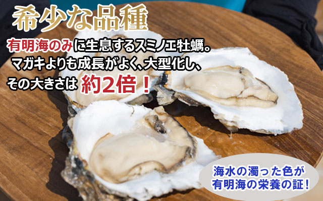 天然 有明海産「冷凍スミノエ牡蠣」スミ☆スター2Kg　はしま海苔