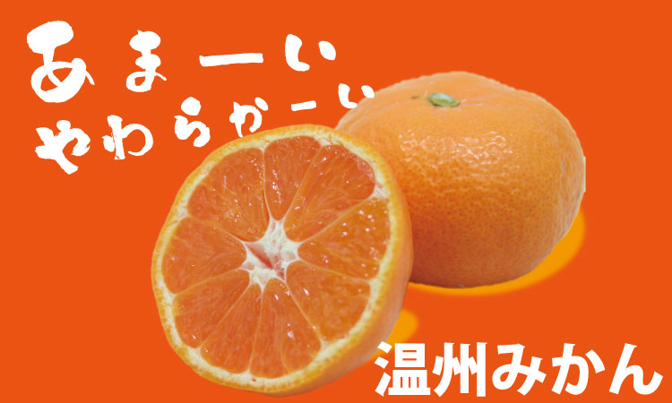 【先行予約】 佐賀県産 みかん（5kg）　潮風ファーム 大津 みかん 柑橘 温州みかん