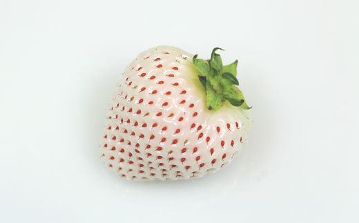 【先行予約令和8年1月配送開始】 天使のいちご240g X 2パック 凛々 苺　白い苺　白いちご エンジェルエイト　朝摘み　フレッシュ　農家直送品 果物 くだもの フルーツ 人気 ランキング  高評価 苺 いちご イチゴ