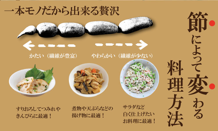 まるごと一本！氷詰めレンコン（1.5～2kg）新鮮な鮮度　れんこん 蓮根 野菜 とれたて 新鮮　おせち きんぴら てんぷら 揚げ物 れんこんチップス 佐賀産 九州産 送料無料 佐賀県 小城市