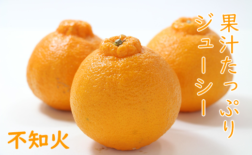 【先行予約】ご家庭用 不知火（しらぬい）５kg 頭のデコが ぽん とした サクサクの甘い食感 みかん　不知火　柑橘 みかん類 ほたるの郷