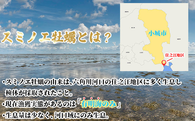 【2月配送】【先行予約】※指定日必須※ 天然 有明海産「冷蔵スミノエ牡蠣」スミ☆スター3Kg 殻付き牡蠣 はしま海苔