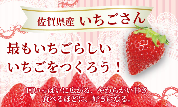 【先行予約令和8年1月配送開始】佐賀県産 いちごさん （ 240g×8P ）有明・潮風ファーム 直送品 果物 くだもの フルーツ 人気 ランキング 高評価 苺 イチゴ