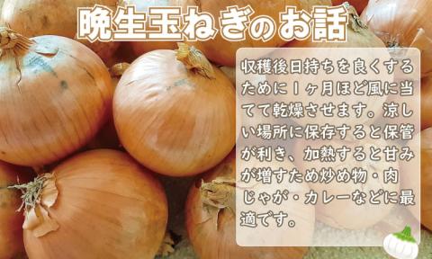 【先行予約】タマネギ（晩生玉ねぎ）なかはら農園 （10kg）サイズ2L～Mサイズ （たまねぎ、玉葱）　野菜 根菜 オニオン 九州 佐賀  カレー  スープ  人気 ランキング 送料無料
