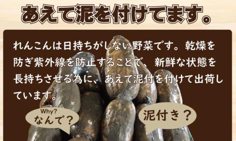 大人気！佐賀県産泥付きれんこん（2kg） もりながファーム  送料無料 農家直送 九州 佐賀 続々高評価 蓮根 野菜 根菜  サラダ マリネ