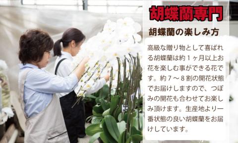 大輪胡蝶蘭（3本立）産地直送便　送料無料 お祝い 贈答用 お誕生日 開店祝 名前入れ可能 立て札OK